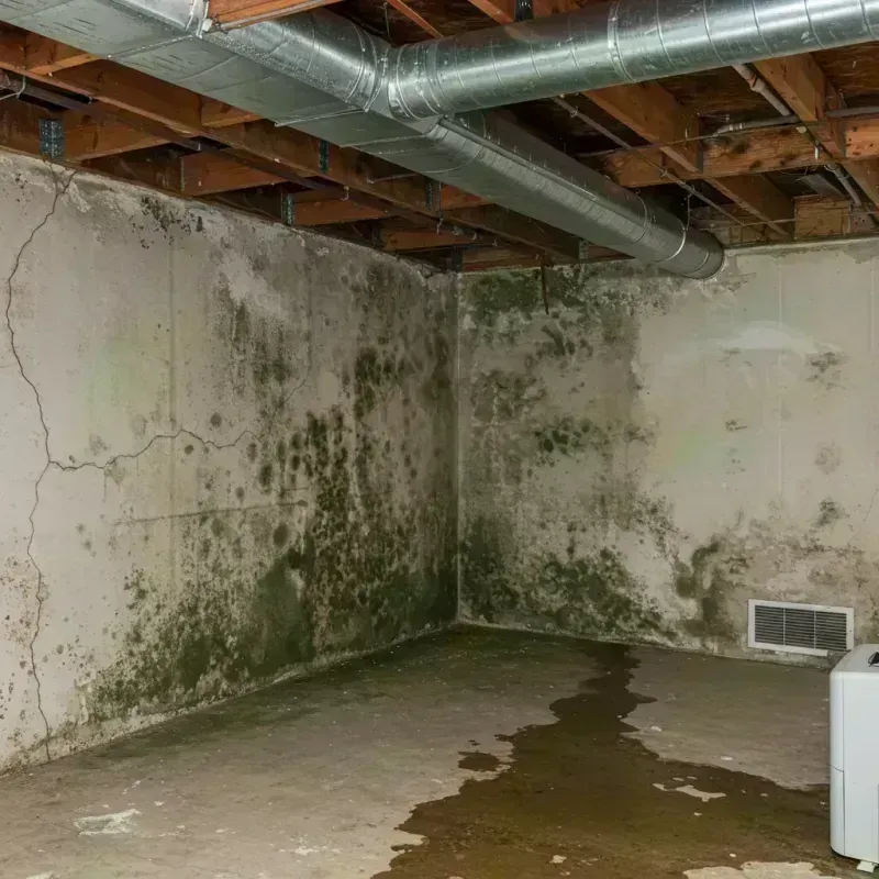 Professional Mold Removal in Caln, PA